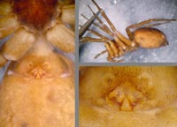 Pardosa sphagnicola