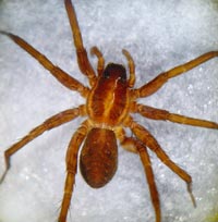 Pardosa sphagnicola