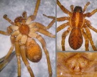 Pardosa sphagnicola