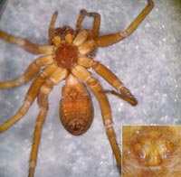 Pardosa sphagnicola
