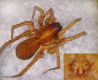Pardosa sphagnicola