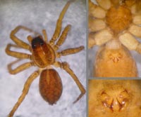Pardosa sphagnicola