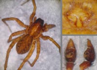 Pardosa sphagnicola