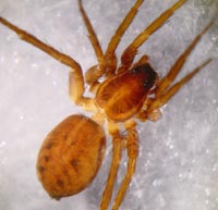 Pardosa sphagnicola