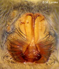 Pardosa  wagleri