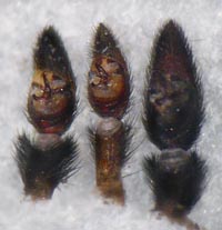 Pardosa  alacris vs. lugubris vs saltans