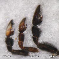 Pardosa  alacris vs. lugubris vs saltans