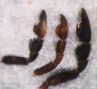 Pardosa  alacris vs. lugubris vs saltans