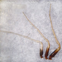 Pardosa  alacris vs. lugubris vs saltans
