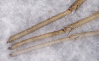 Pardosa  alacris vs. lugubris vs saltans