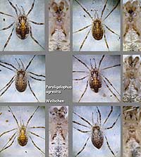 Paroligolophus agrestis