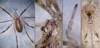 Paroligolophus agrestis
