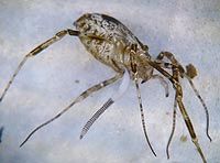 Paroligolophus agrestis