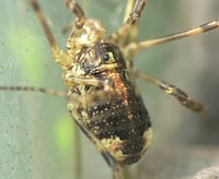 Paroligolophus agrestis