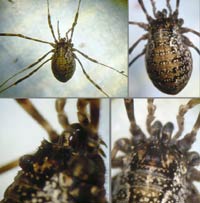 Paroligolophus agrestis