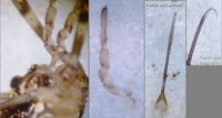 Paroligolophus agrestis