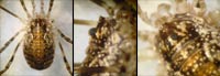 Paroligolophus agrestis