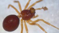 Pelecopsis mengei