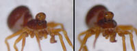 Pelecopsis mengei