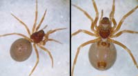 Pelecopsis mengei