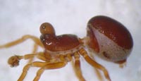 Pelecopsis mengei