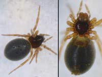 Pelecopsis parallela