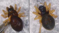 Pelecopsis parallela
