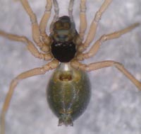 Pelecopsis parallela