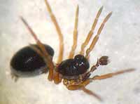 Pelecopsis parallela