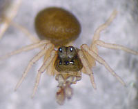 Pelecopsis radicicola