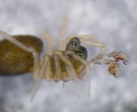 Pelecopsis radicicola
