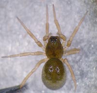 Pelecopsis radicicola