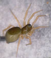 Pelecopsis radicicola