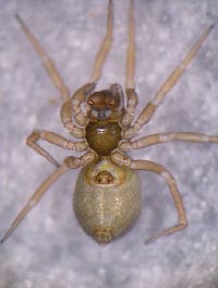 Pelecopsis radicicola