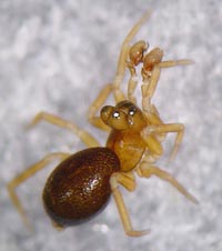 Pelecopsis radicicola