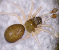 Pelecopsis radicicola