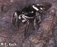 Pellenes nigrociliatus