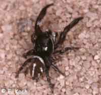 Pellenes nigrociliatus