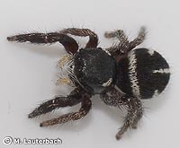 Pellenes nigrociliatus