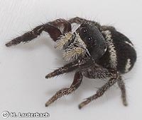 Pellenes nigrociliatus