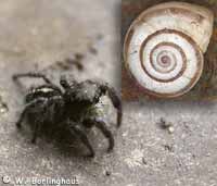 Pellenes tripunctatus
