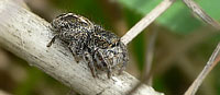 Pellenes tripunctatus