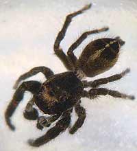 Pellenes tripunctatus
