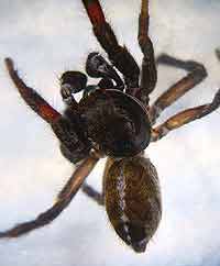 Pellenes tripunctatus