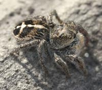 Pellenes tripunctatus
