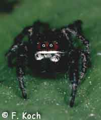 Pellenes tripunctatus