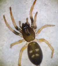 Phaeocedus braccatus
