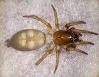Phaeocedus braccatus