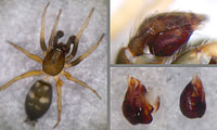 Phaeocedus braccatus