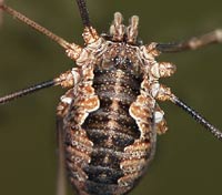 Phalangium opilio